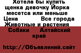 Хотела бы купить щенка девочку Йорка 2 месетса или меньше › Цена ­ 5 000 - Все города Животные и растения » Собаки   . Алтайский край